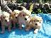 PoulaTo: Kαλή τιμή!!!.Πουλάω όμορφα κουτάβια ράτσα GOLDEN RETRIEVER- Γκολντεν Ριτριβερ-250 euro...